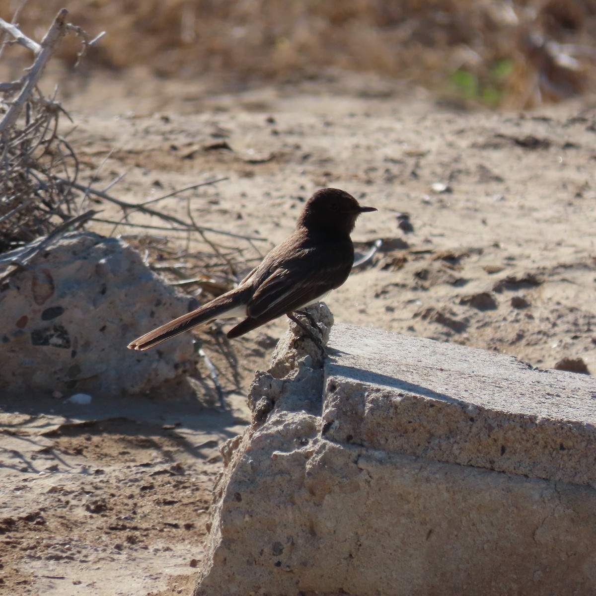 Black Phoebe - ML618051393