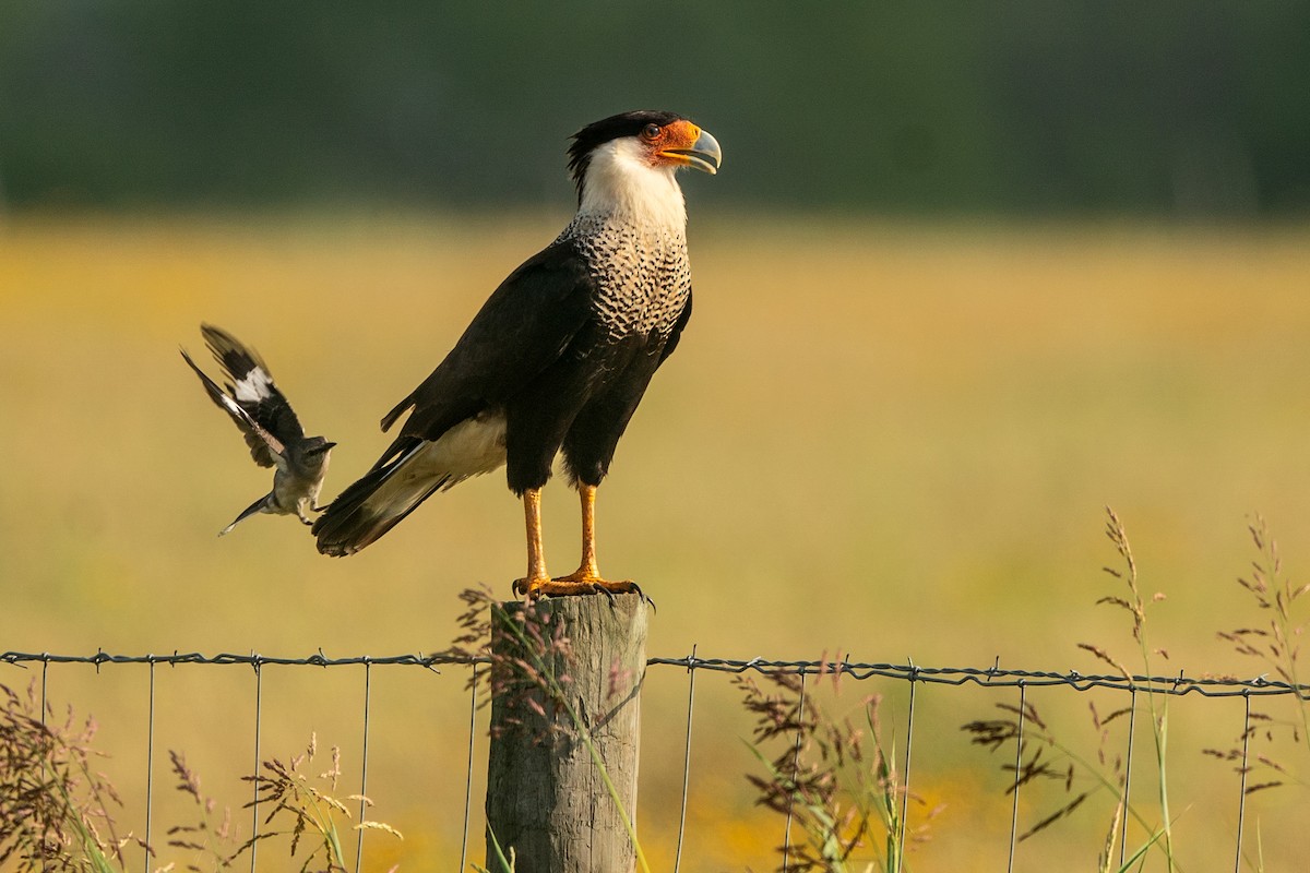 Crested Caracara - ML618051401