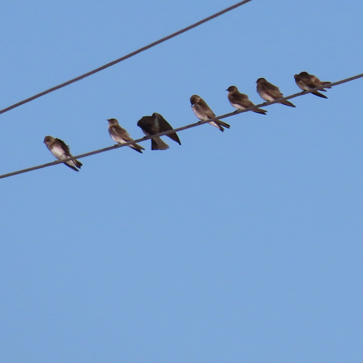 Northern Rough-winged Swallow - ML618051404