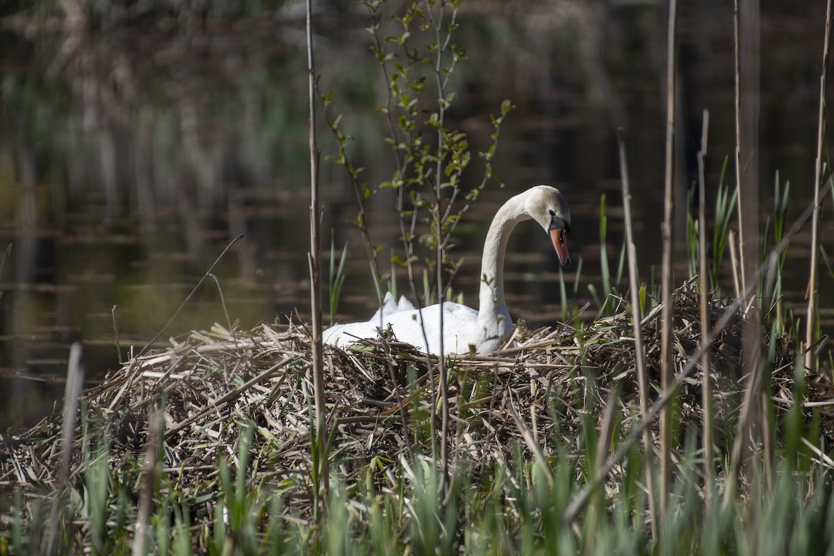 Mute Swan - ML618051407