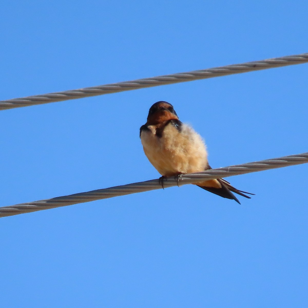 Barn Swallow - ML618051412