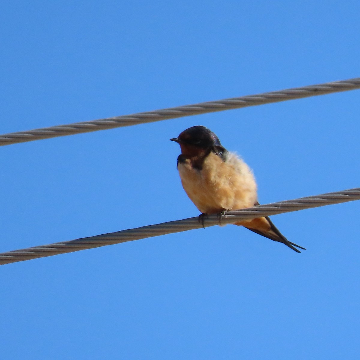 Barn Swallow - ML618051413