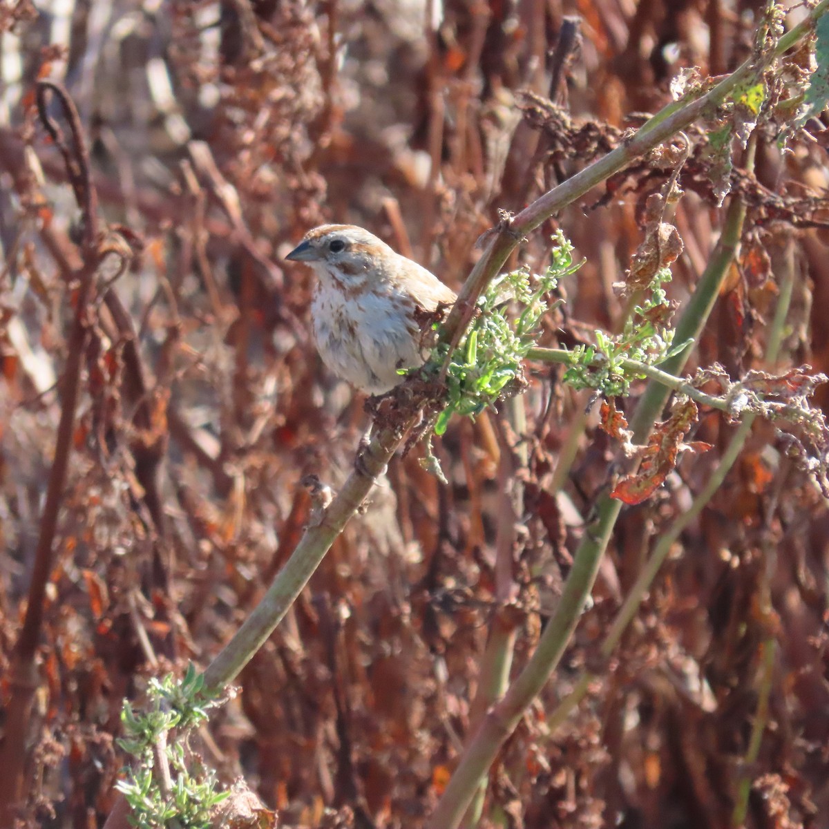 Song Sparrow - ML618051429