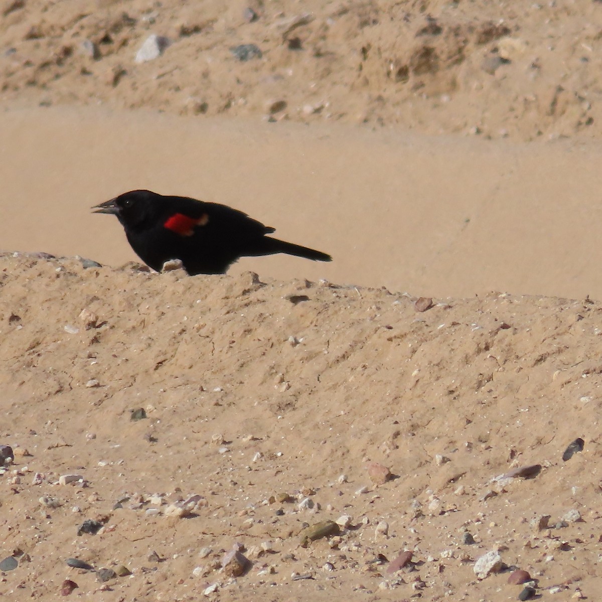 Red-winged Blackbird - ML618051437