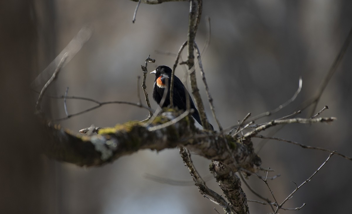 Red-winged Blackbird - ML618051444