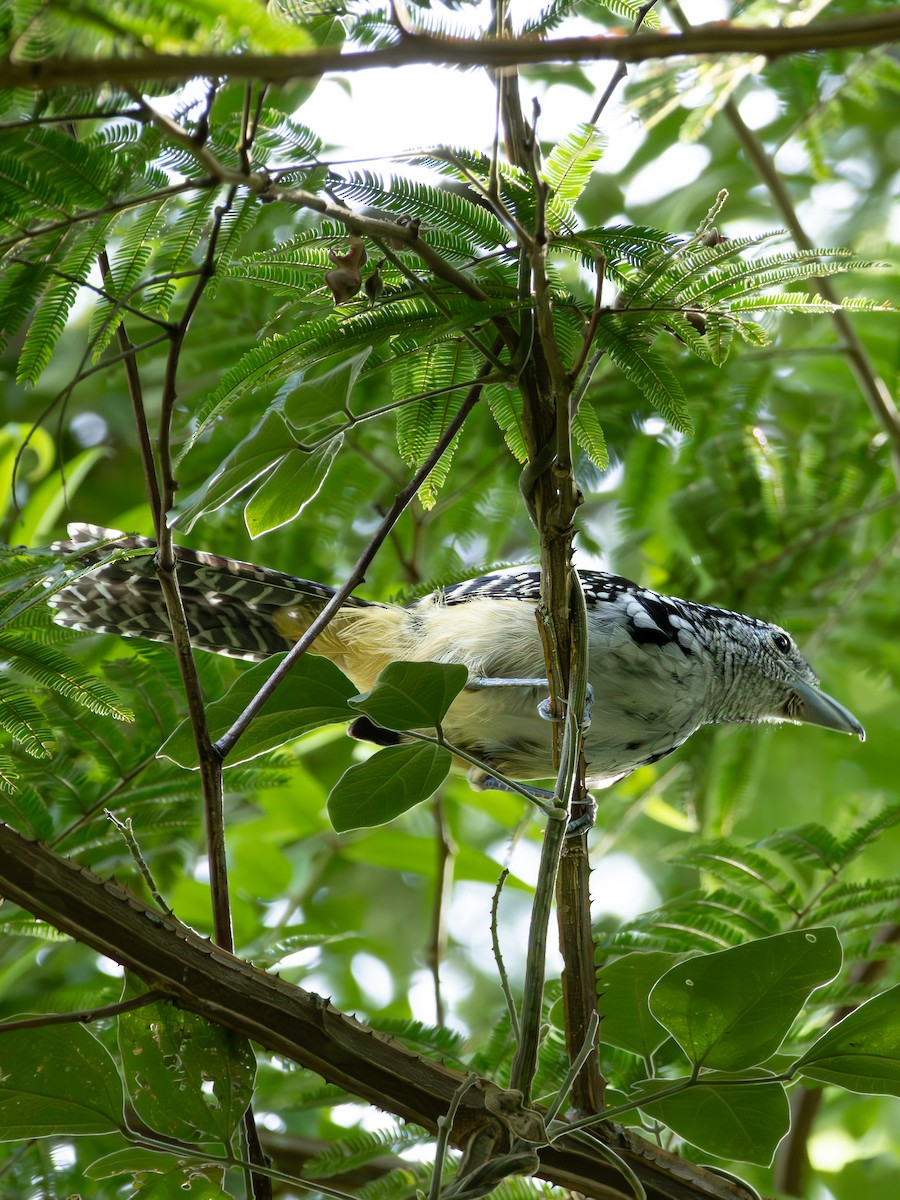 Spot-backed Antshrike - Christine Mazaracki