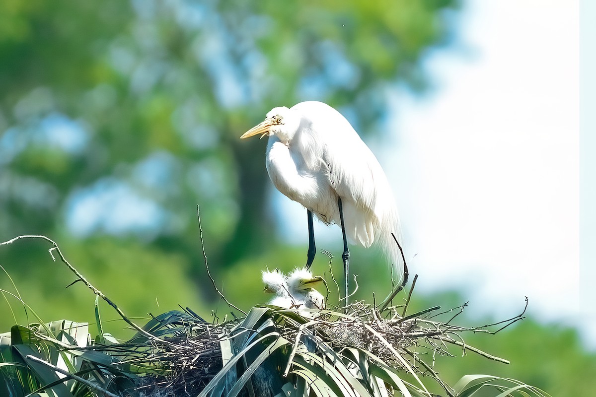 Great Egret - Steve Dowlan