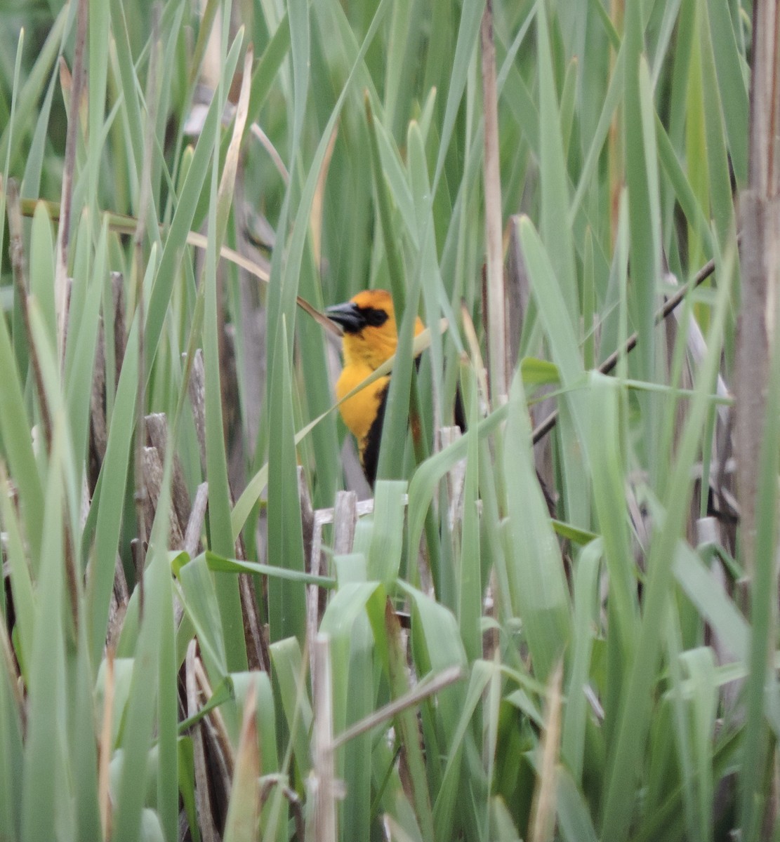 Yellow-headed Blackbird - ML618051487