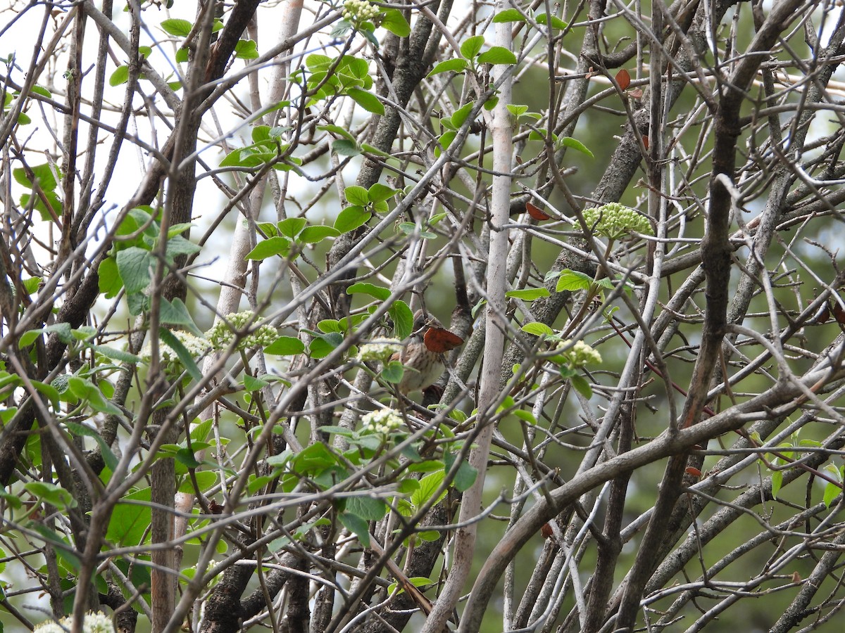 Lincoln's Sparrow - ML618051585