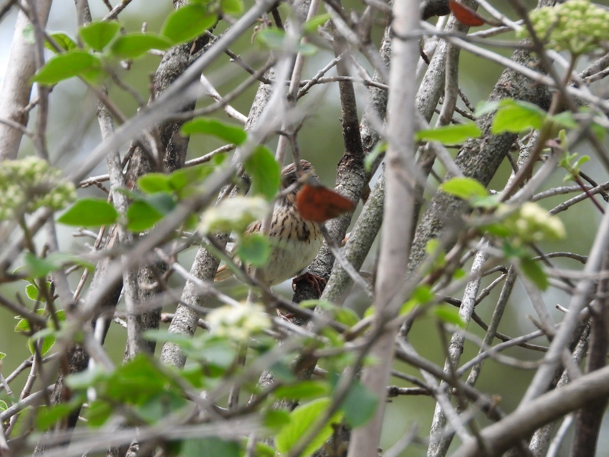 Lincoln's Sparrow - ML618051586