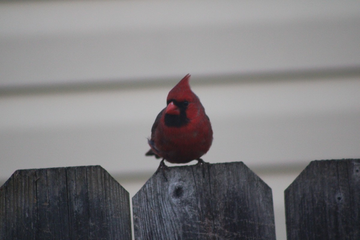 Northern Cardinal - ML618051614