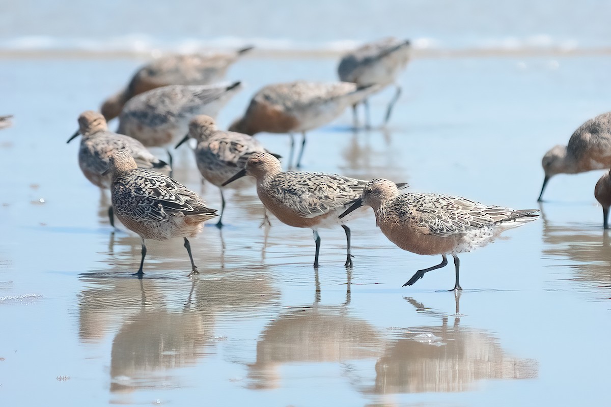 Red Knot - Steve Dowlan