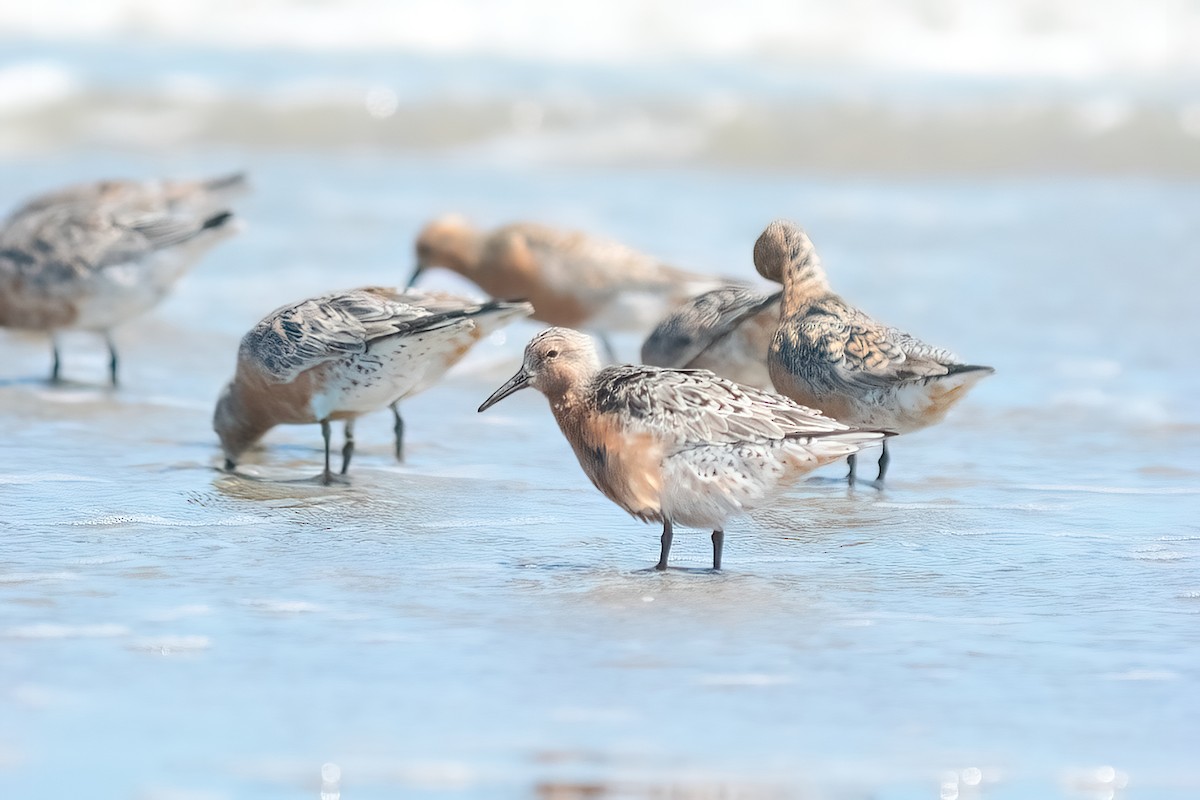 Red Knot - Steve Dowlan