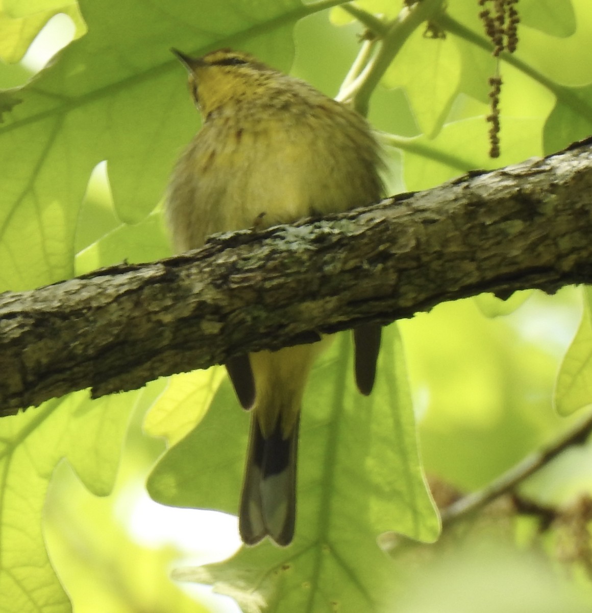 Palm Warbler - Terry Crowe