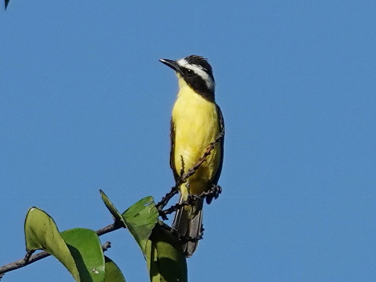 Yellow-throated Flycatcher - ML618051678