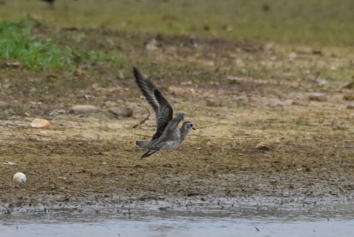 American Golden-Plover - Michael Schall