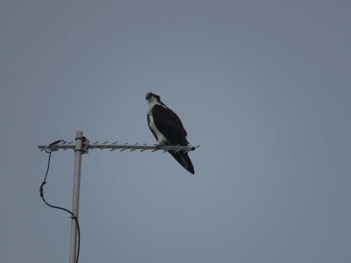 Osprey - Curtis Mahon