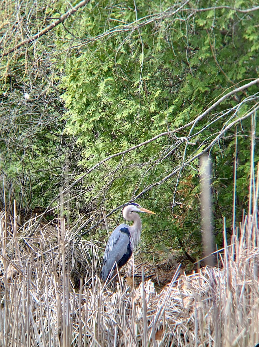 Great Blue Heron - ML618051693