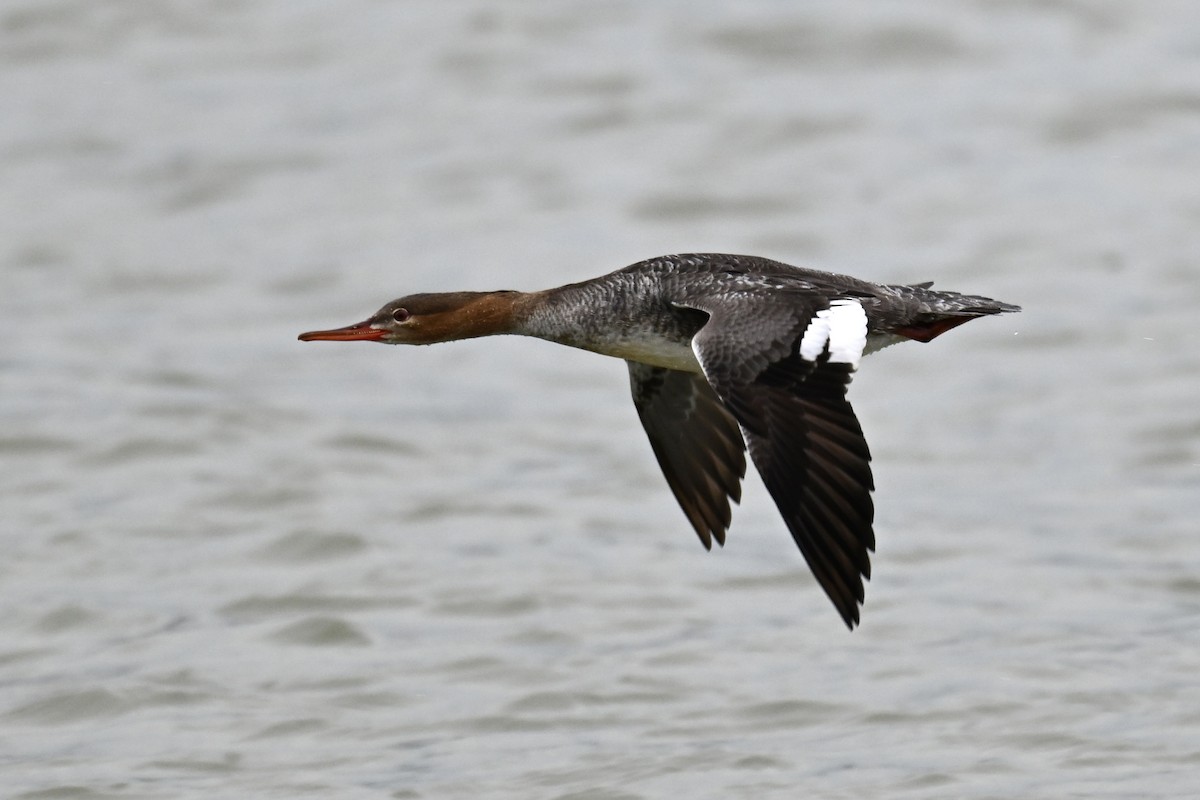 Red-breasted Merganser - ML618051698