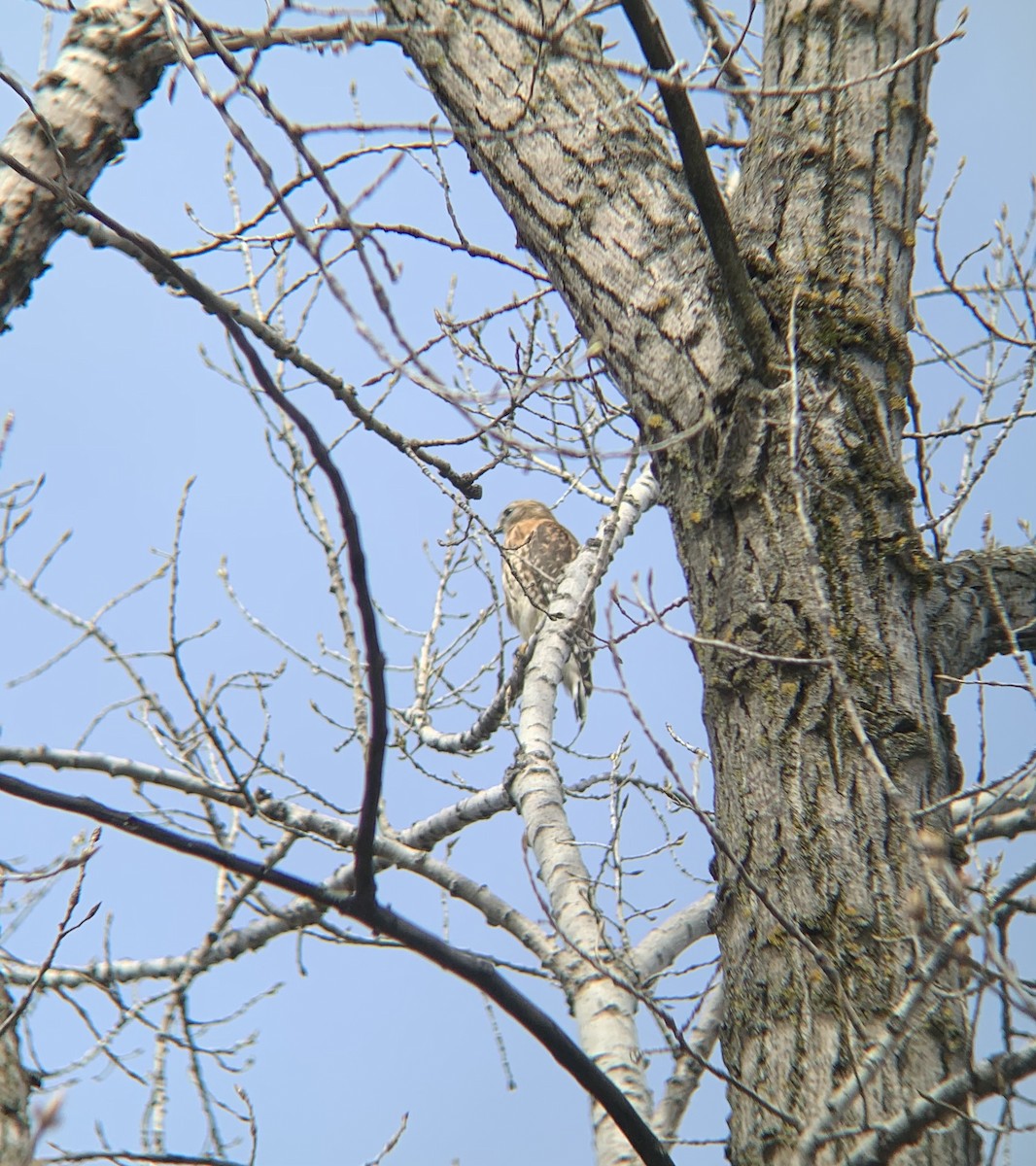 Red-shouldered Hawk - ML618051699