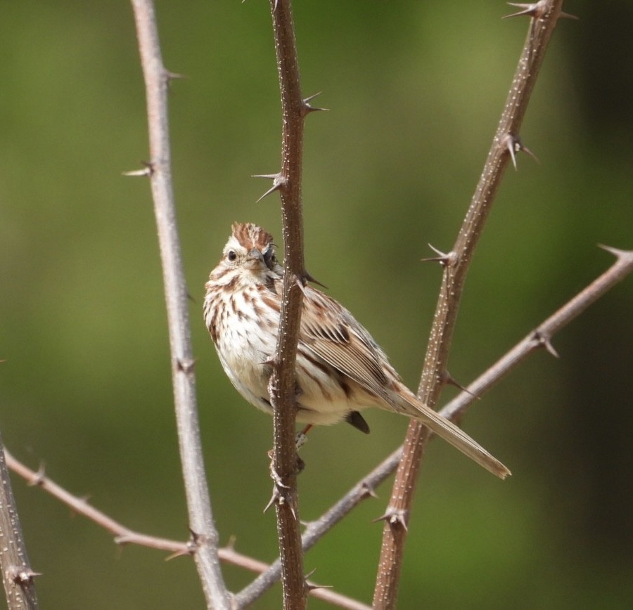 Song Sparrow - ML618051715