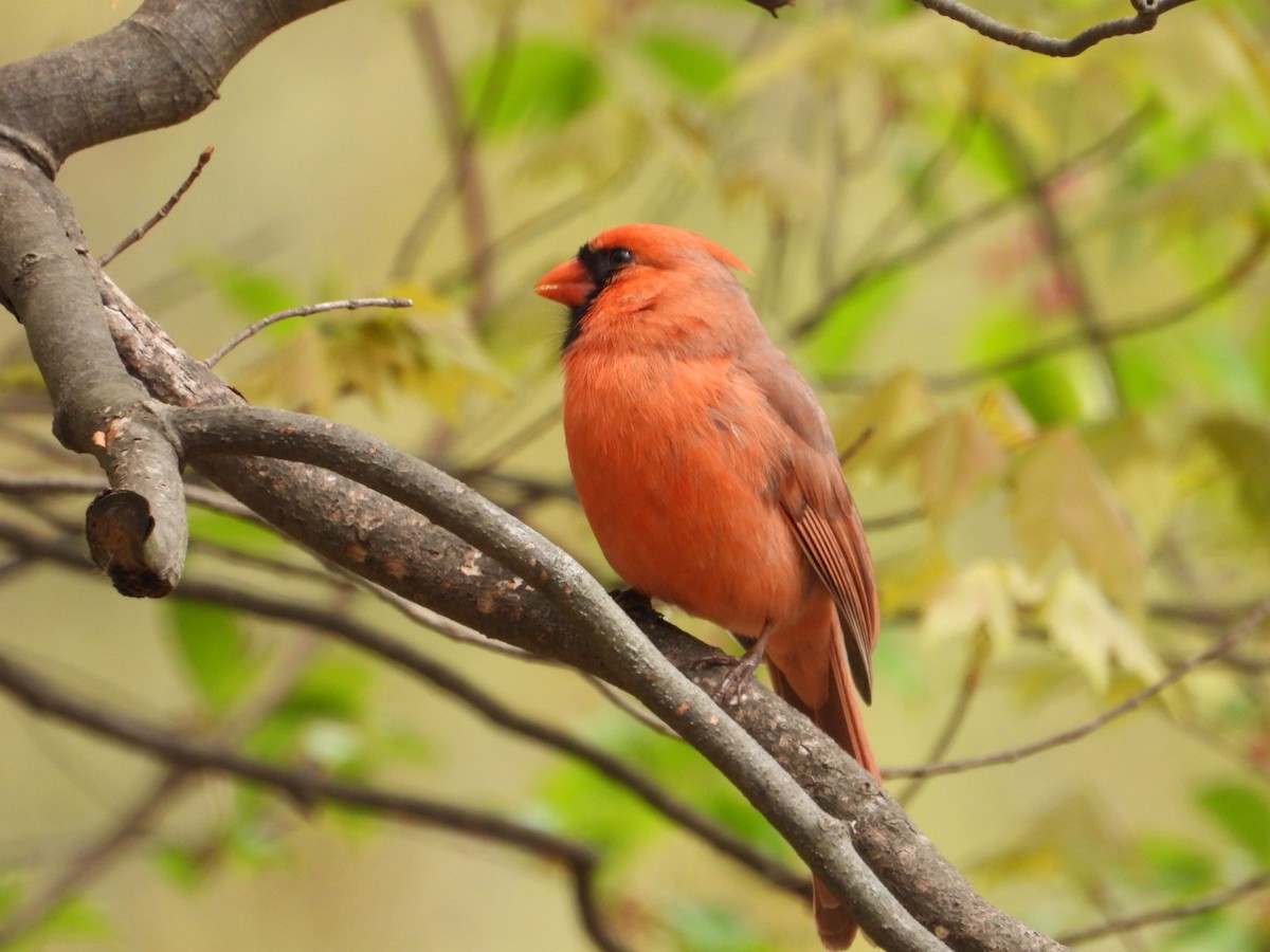 Northern Cardinal - ML618051775