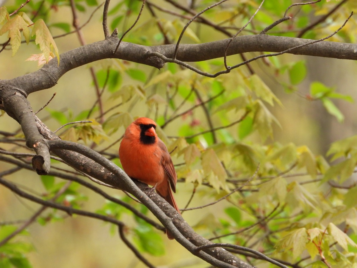 Northern Cardinal - ML618051776