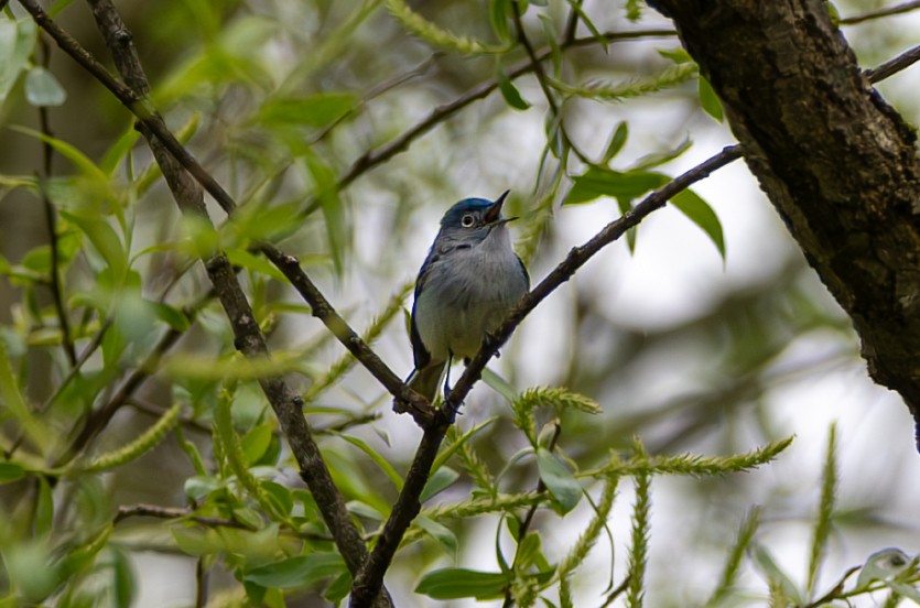 Blue-gray Gnatcatcher - ML618051813