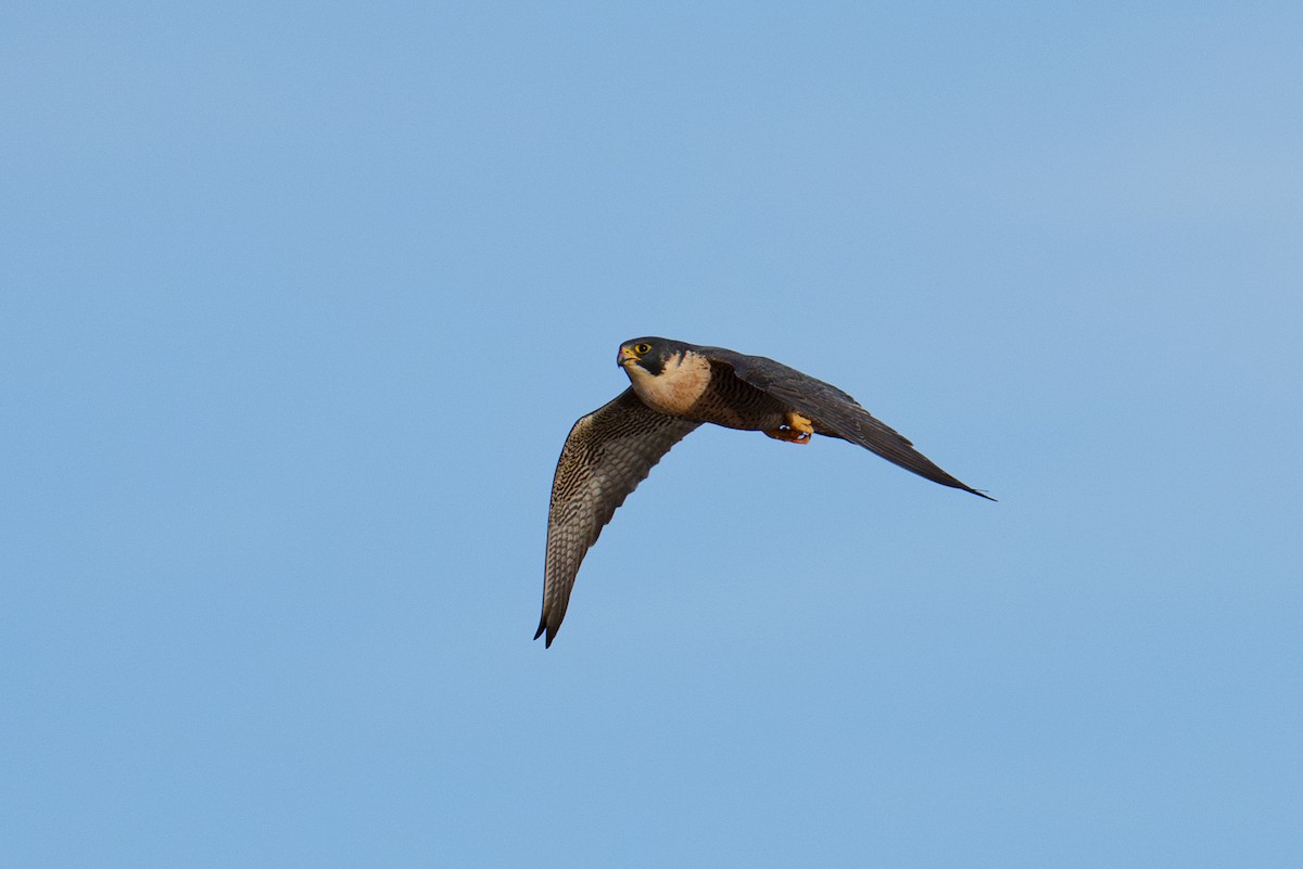 Эгэл шонхор - ML618051837