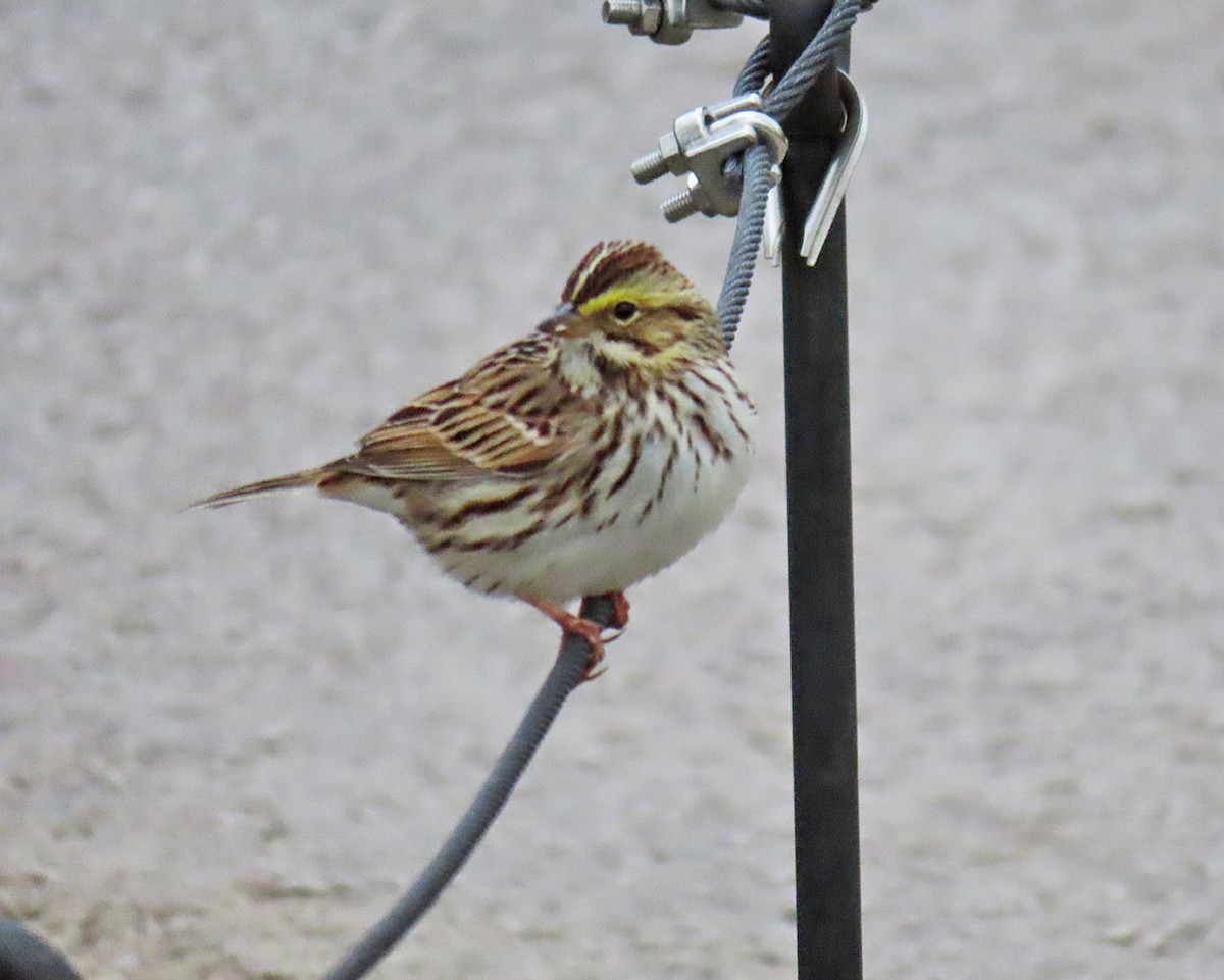 Savannah Sparrow - ML618051860