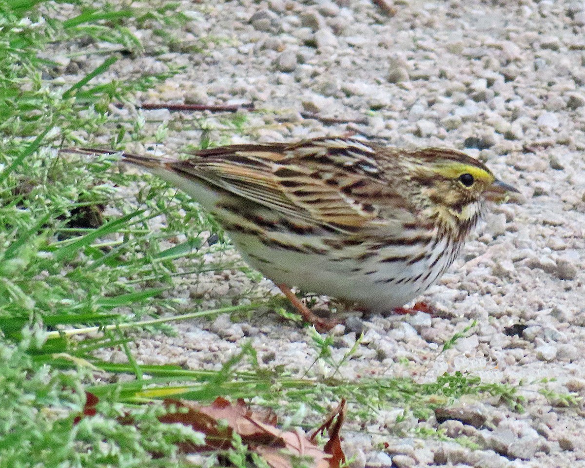 Savannah Sparrow - ML618051861