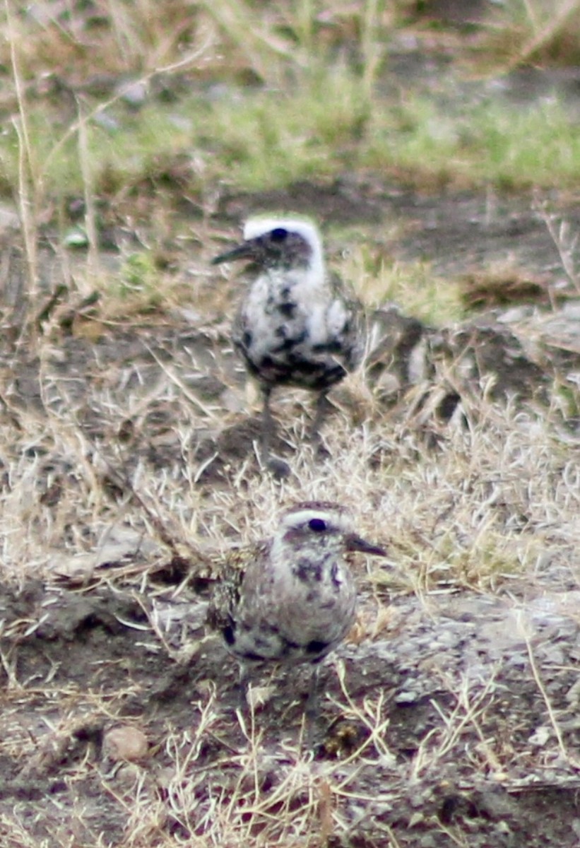 American Golden-Plover - Lisa McClendon