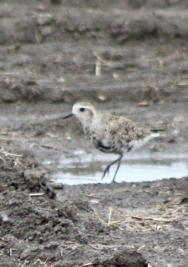 American Golden-Plover - ML618051865