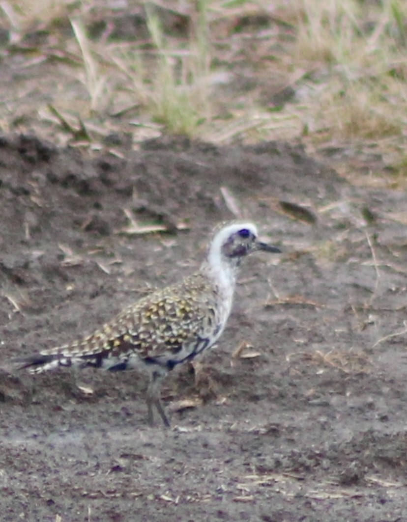 Chorlito Dorado Americano - ML618051866