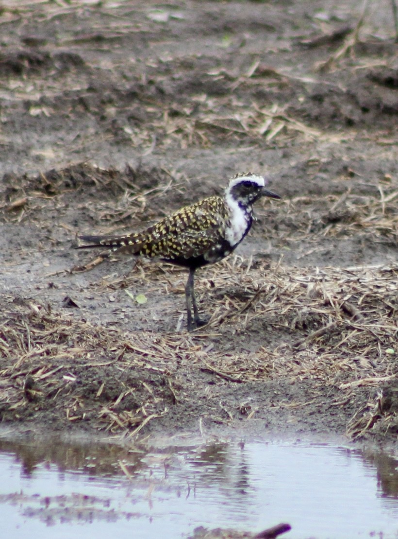 Chorlito Dorado Americano - ML618051868