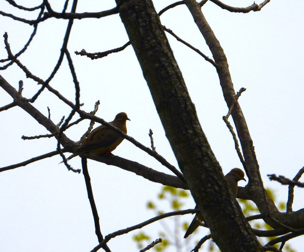 Mourning Dove - ML618051872