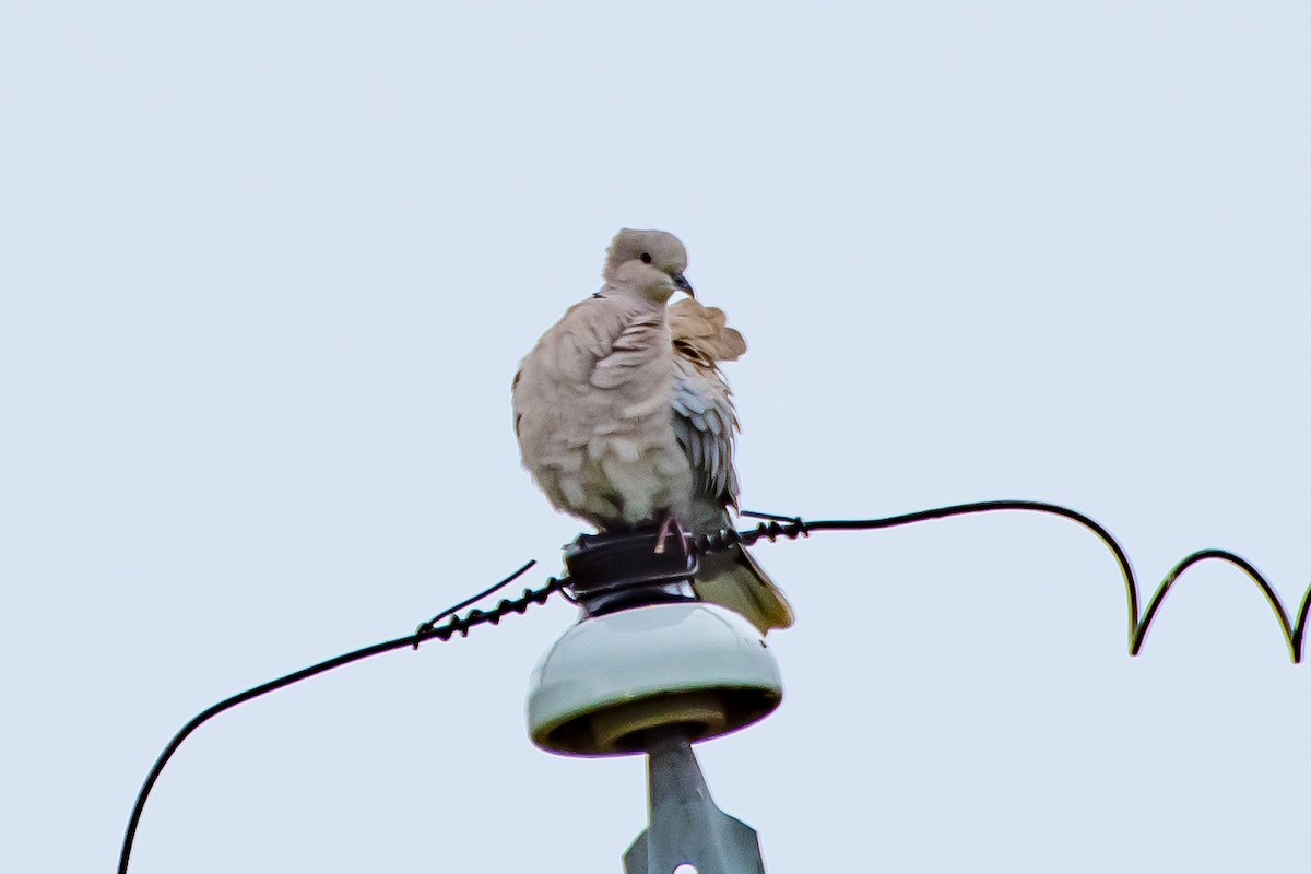 Eurasian Collared-Dove - ML618051875