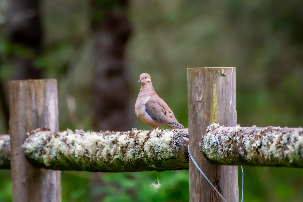 Mourning Dove - ML618051885