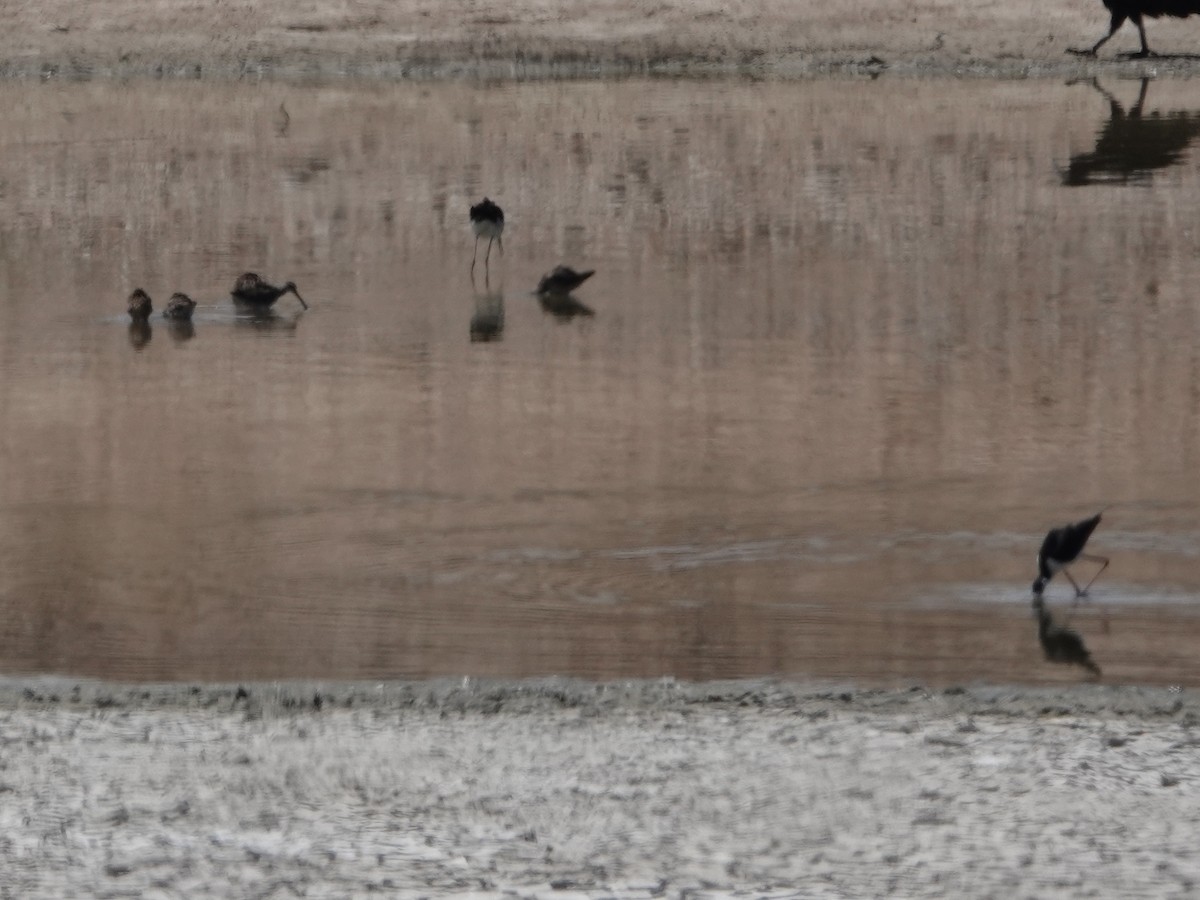 ub. vader (Charadriiformes sp.) - ML618051889