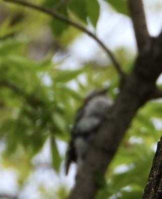 Brown Creeper - ML618051890