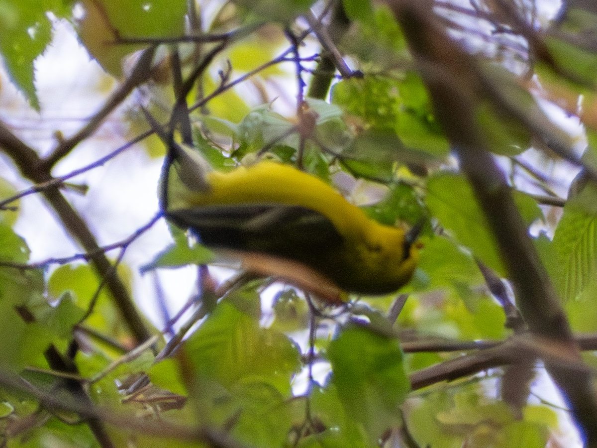 Blue-winged Warbler - ML618051894