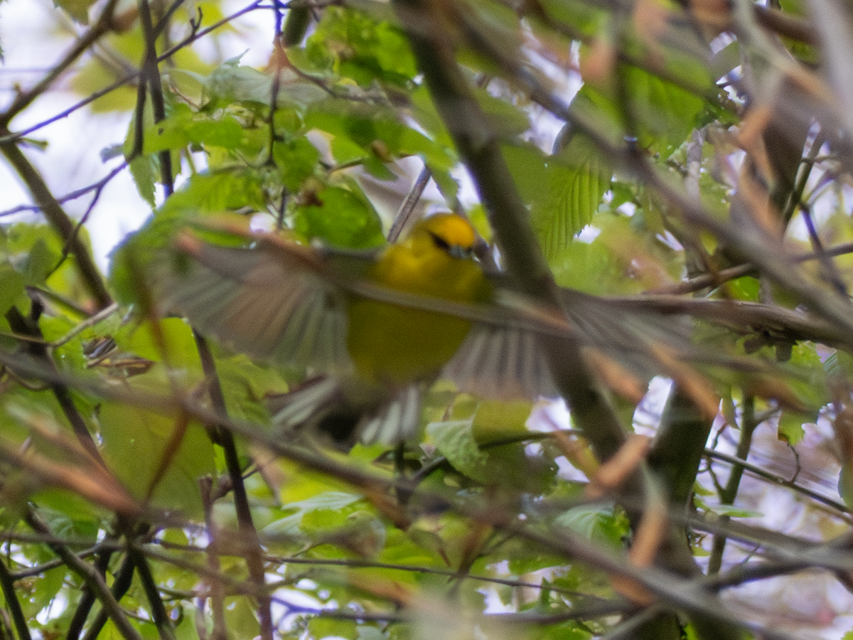 Blue-winged Warbler - ML618051895