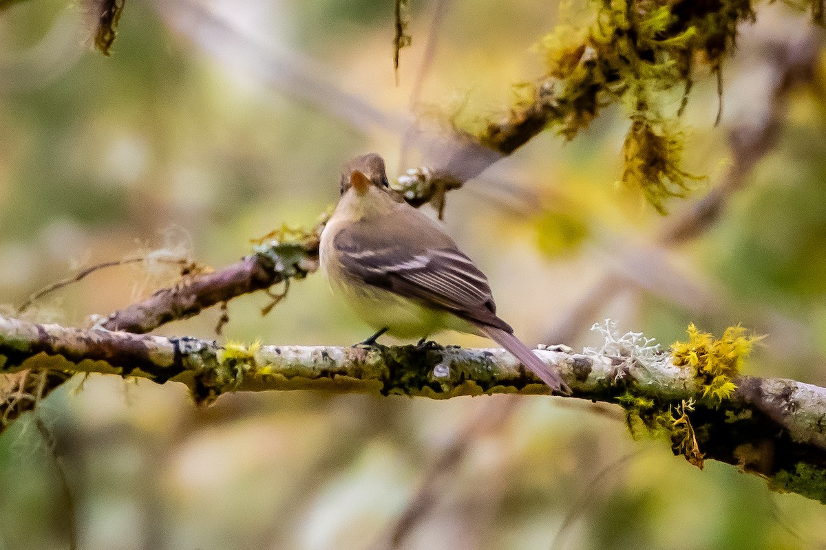 Western Flycatcher - ML618051908