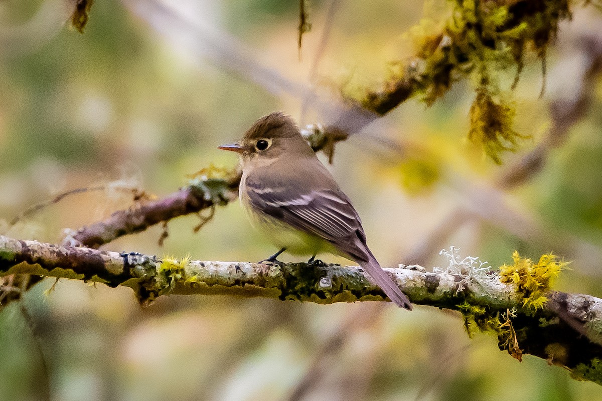 Western Flycatcher - ML618051909