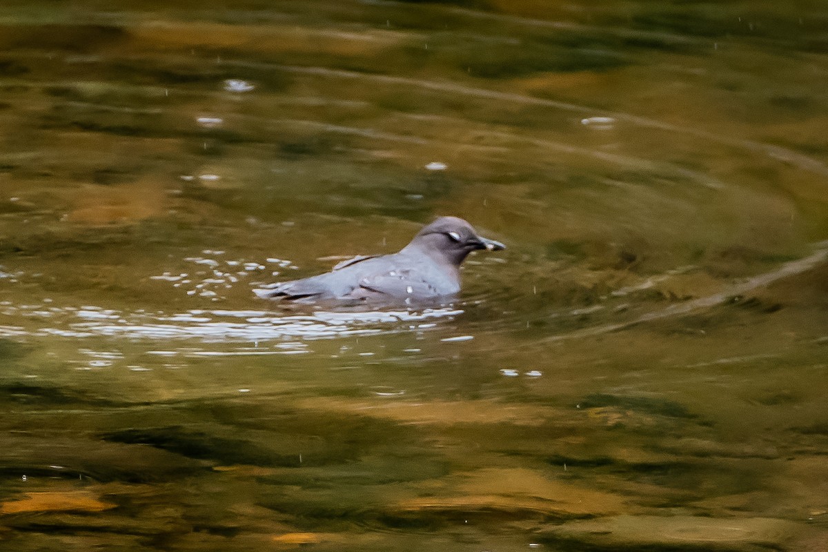 American Dipper - ML618051939