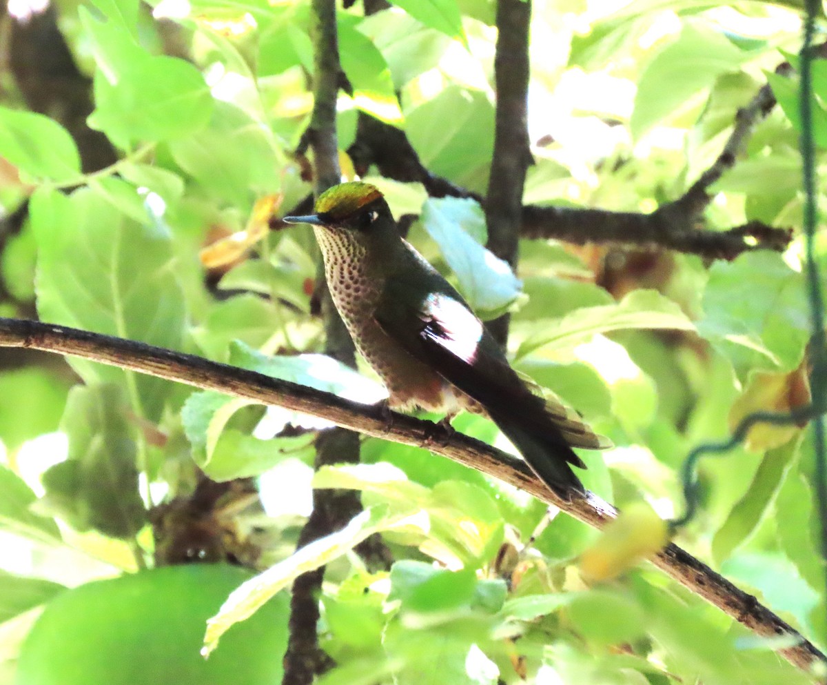 Green-backed Firecrown - Chris Hayward