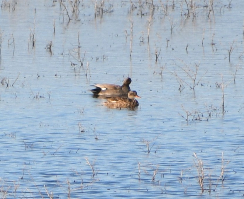 Gadwall - Peter Olsoy