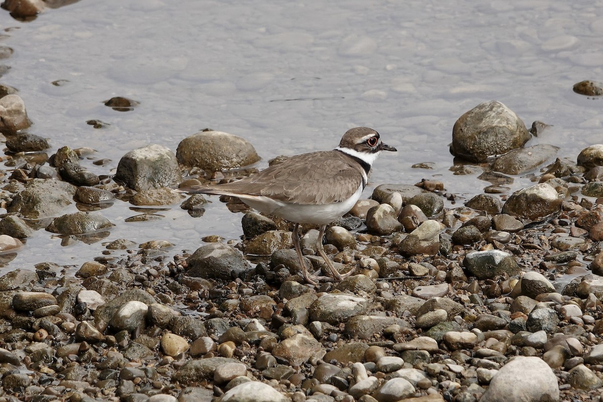 Killdeer - ML618051978