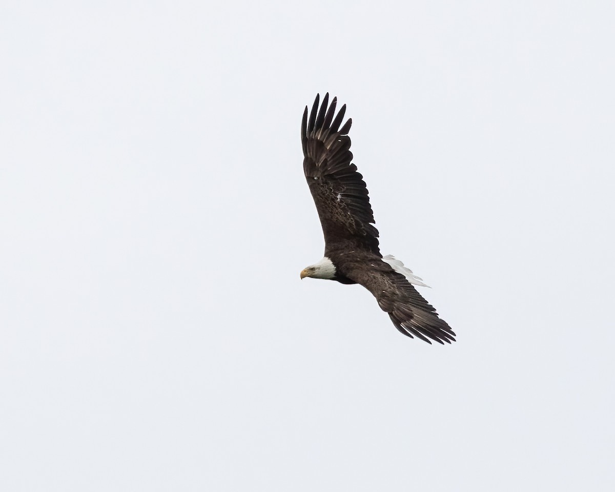 Weißkopf-Seeadler - ML618051988