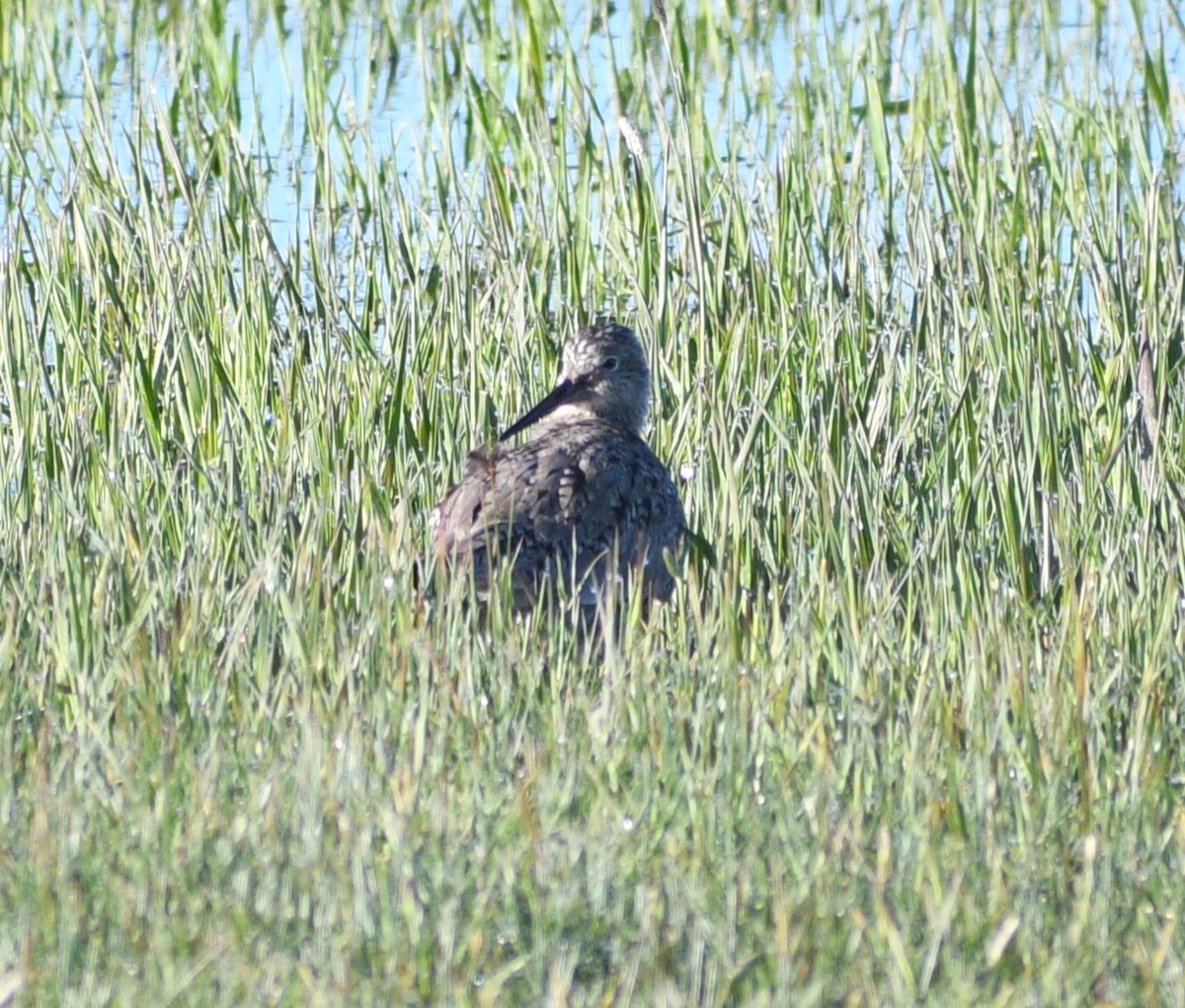 Willet - ML618052011